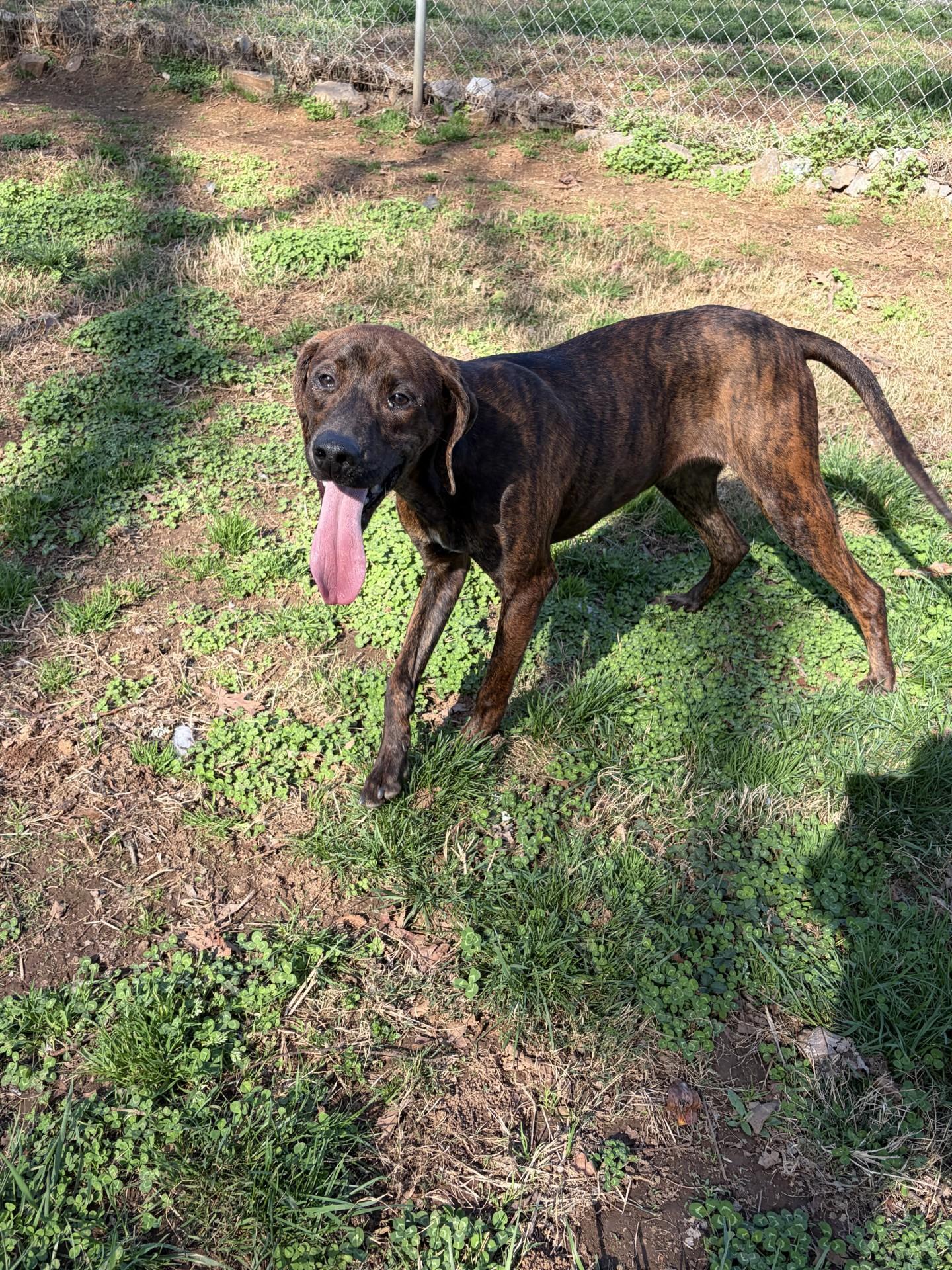 Duke, a Adoptable Plott Hound in Loudon, TN image 1/3