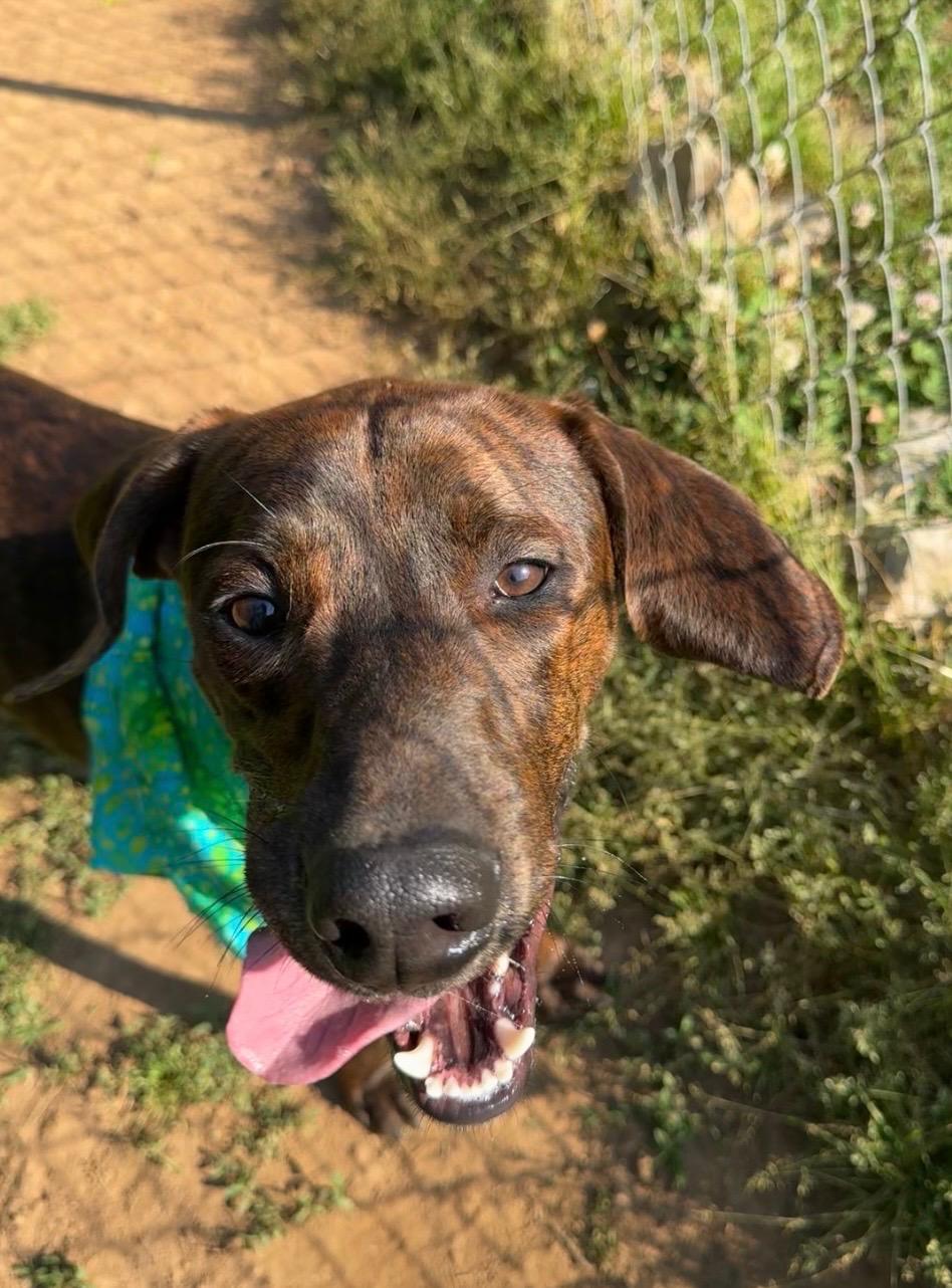Enlarge Duke, a Adoptable Plott Hound in Loudon, TN image 1/3