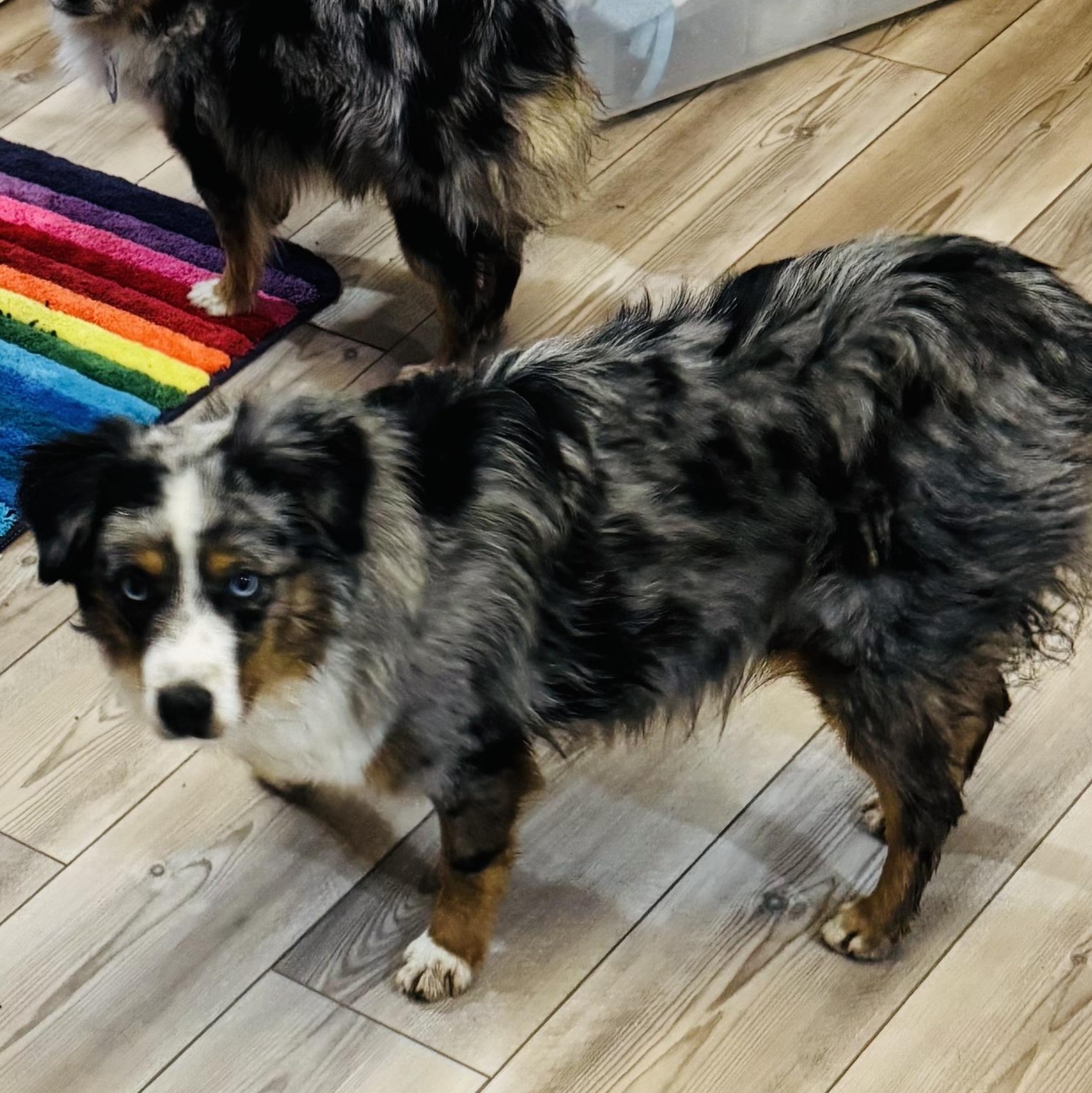 Kassi, ADOPTABLE, Young Female Australian Shepherd.