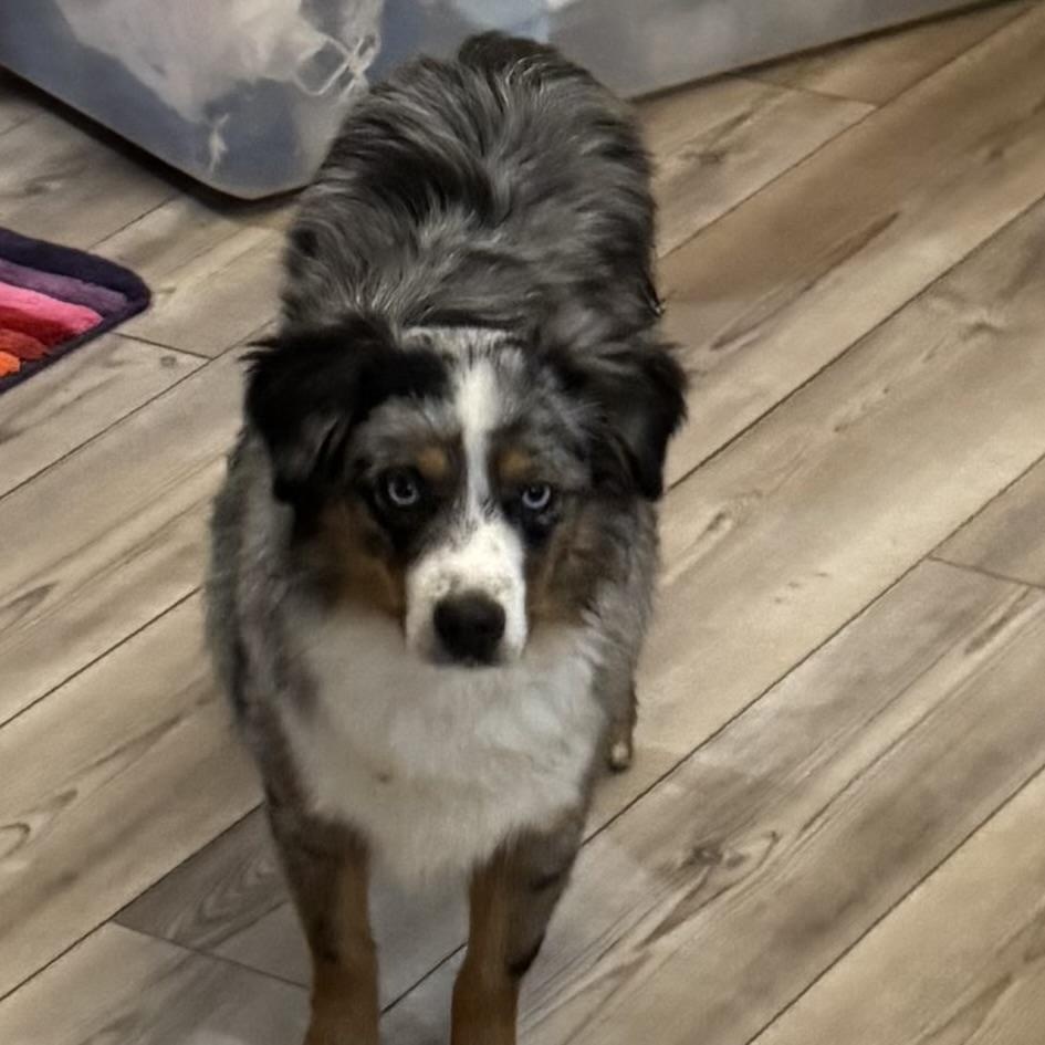 Enlarge Kassi, a ADOPTABLE Australian Shepherd in Overland Park, KS image 2/3