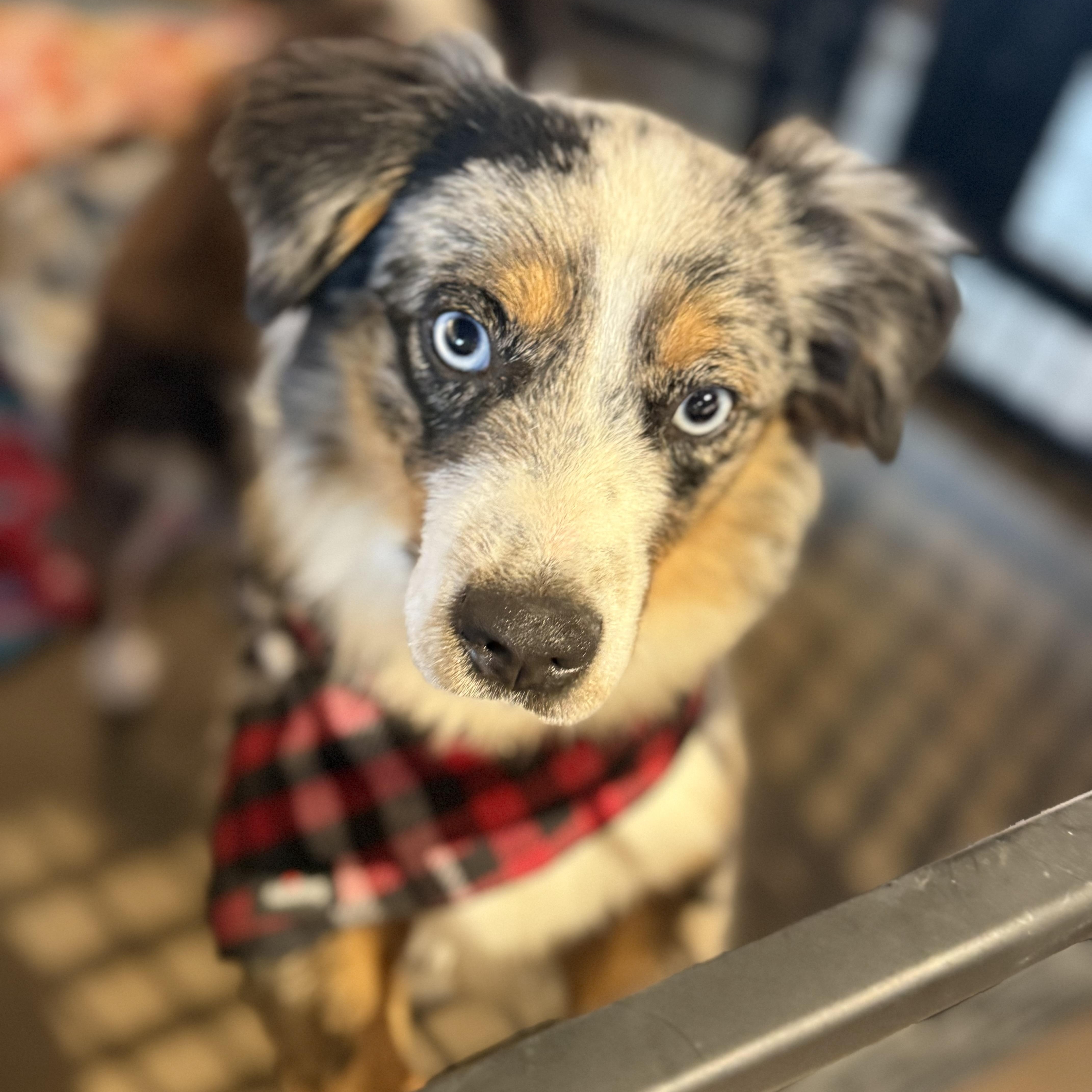 Kassi, an adopted Australian Shepherd in Louisburg, KS image 2/6