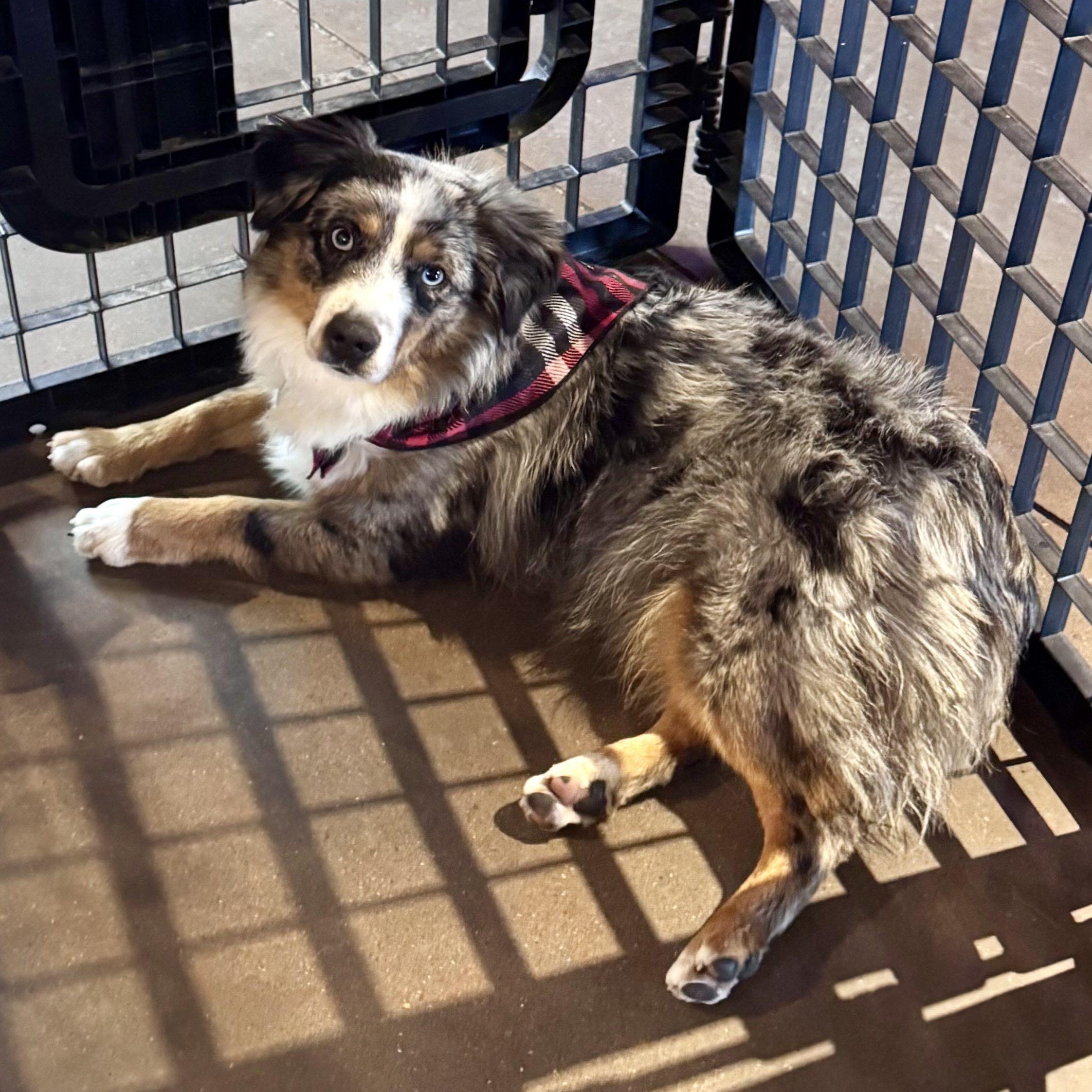 Kassi, an adopted Australian Shepherd in Louisburg, KS image 4/6