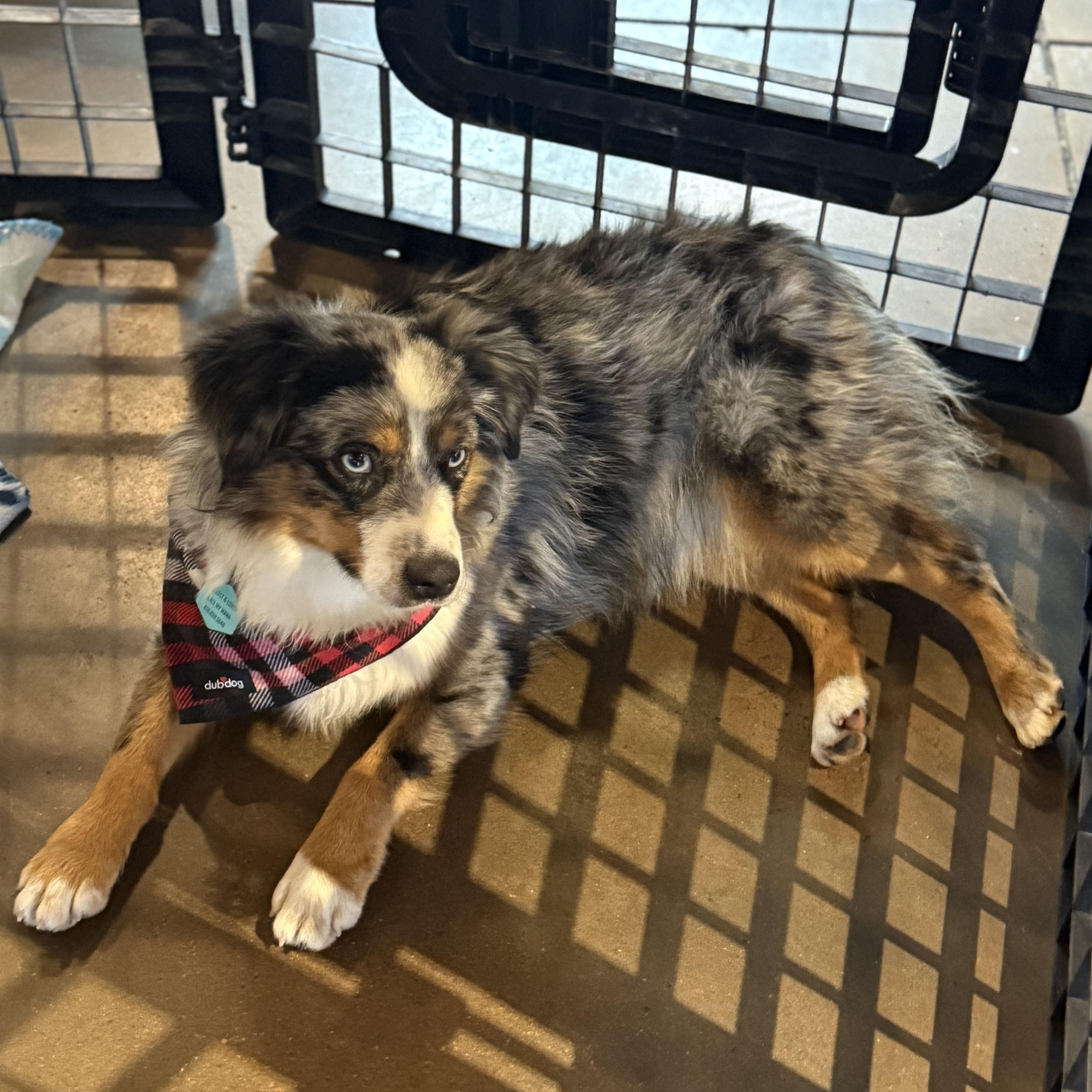 Kassi, an adopted Australian Shepherd in Louisburg, KS image 1/6