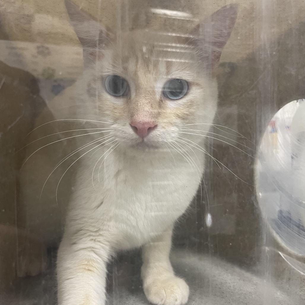 Enlarge BayMax!, a Adoptable Siamese in Bryan, TX image 1/2