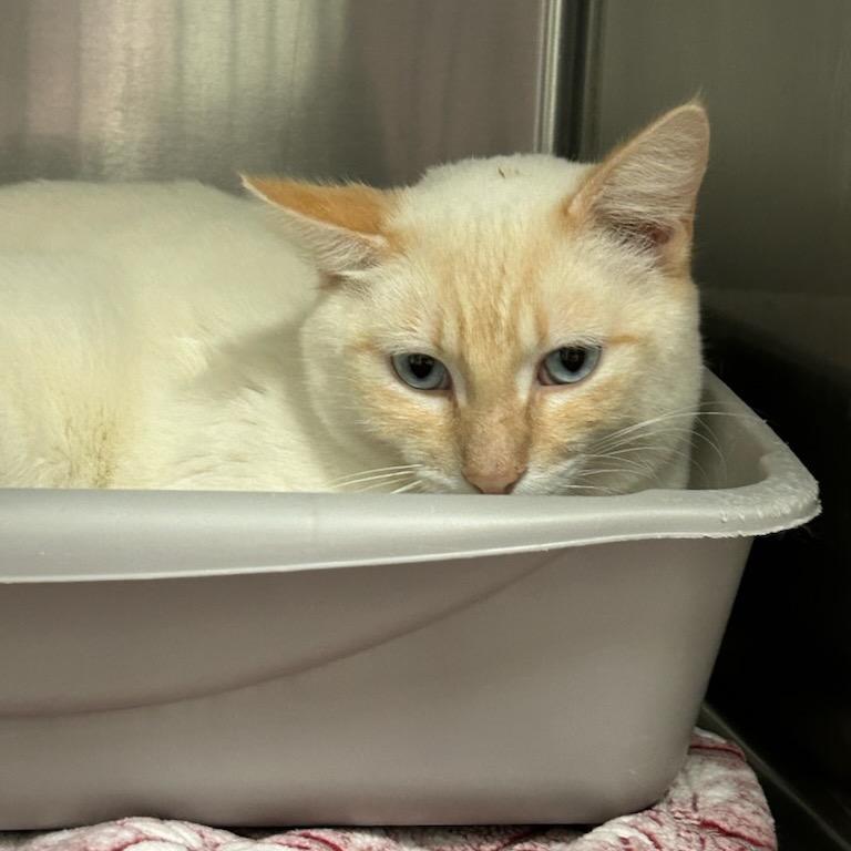 Enlarge BayMax!, a Adoptable Siamese in Bryan, TX image 2/2