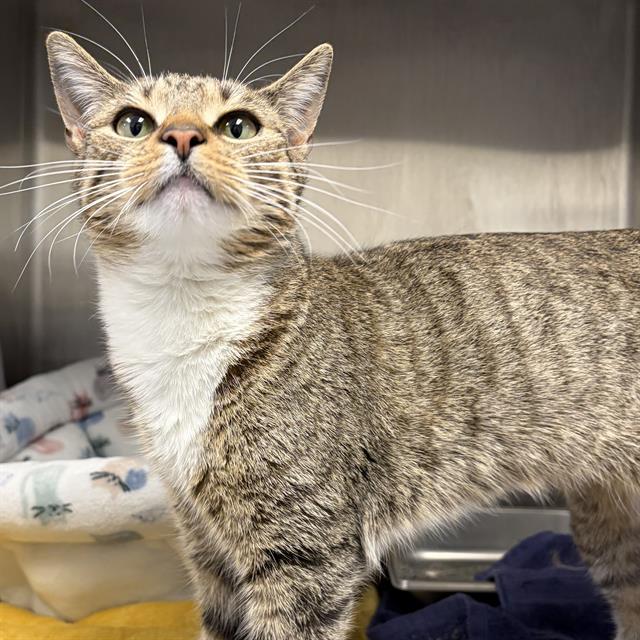 TWINKLE, Adoptable, Adult Female Domestic Short Hair.