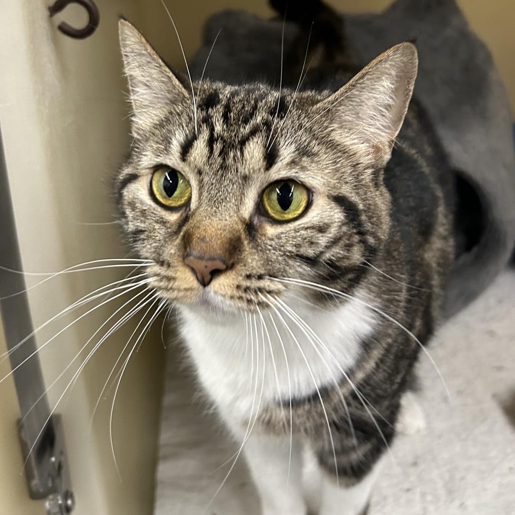 Maple, Adoptable, Adult Female Domestic Short Hair.