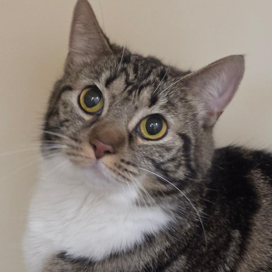 Maple, a Adoptable Domestic Short Hair in Zanesville, OH image 2/2