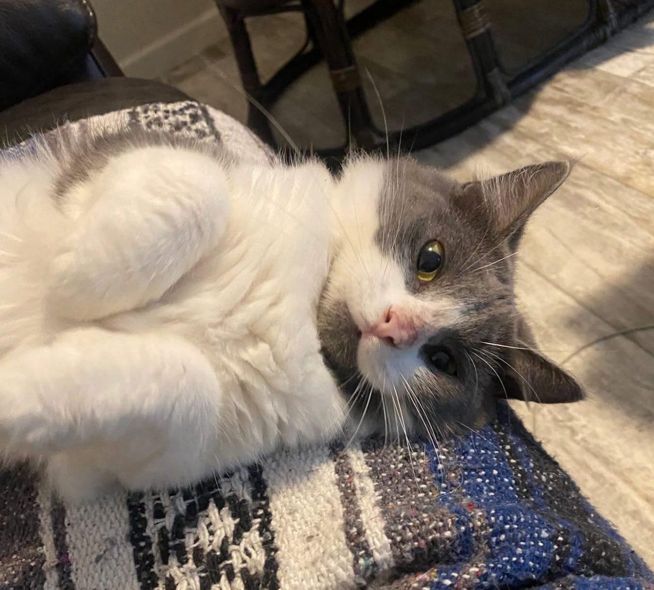 Squishmallow, Adoptable, Young Female Domestic Short Hair.