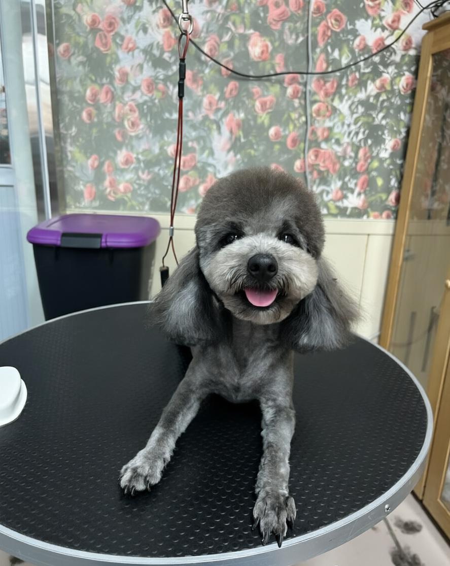 Teddy, an adopted Miniature Poodle in Markham, ON image 5/5