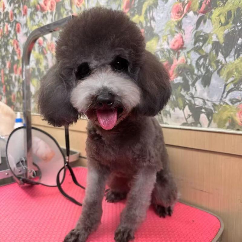 Teddy, an adopted Miniature Poodle in Markham, ON image 3/5