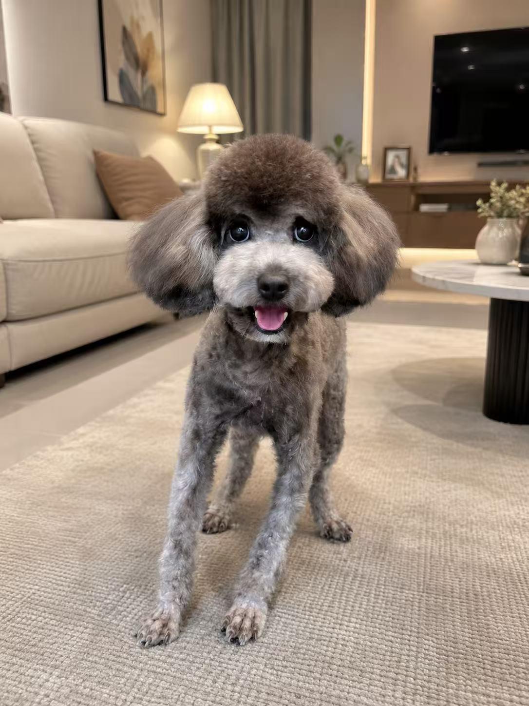 Teddy, an adopted Miniature Poodle in Markham, ON image 4/5