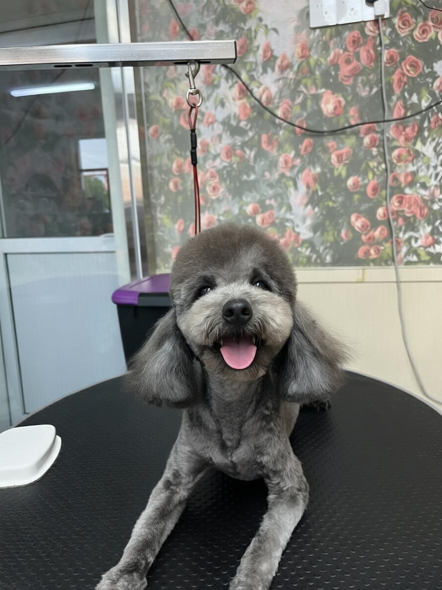 Teddy, an adopted Miniature Poodle in Markham, ON image 2/5