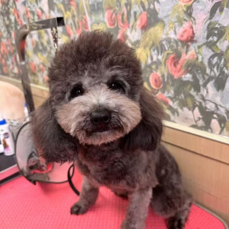 Teddy, adopted, Puppy Male Miniature Poodle.