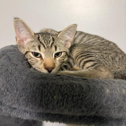 Toby, Adoptable, Kitten Male Domestic Short Hair.