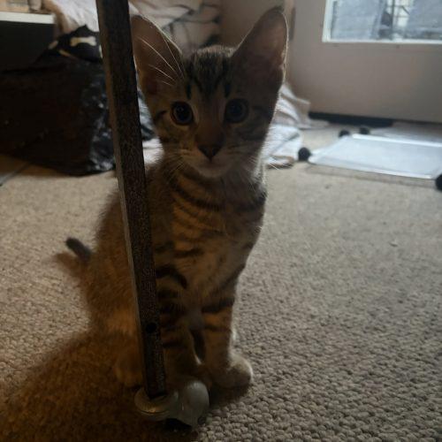 Enlarge Toby, a Adoptable Domestic Short Hair in Kenosha, WI image 2/4
