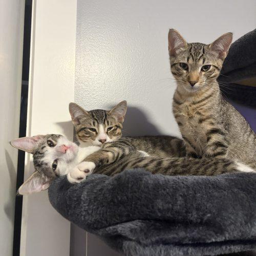 Enlarge Toby, a Adoptable Domestic Short Hair in Kenosha, WI image 3/4