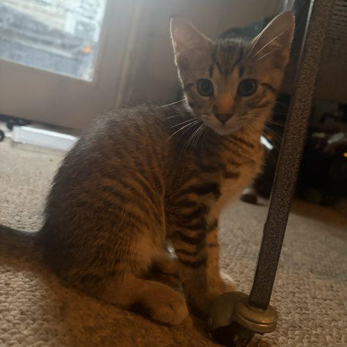 Enlarge Toby, a Adoptable Domestic Short Hair in Kenosha, WI image 4/4