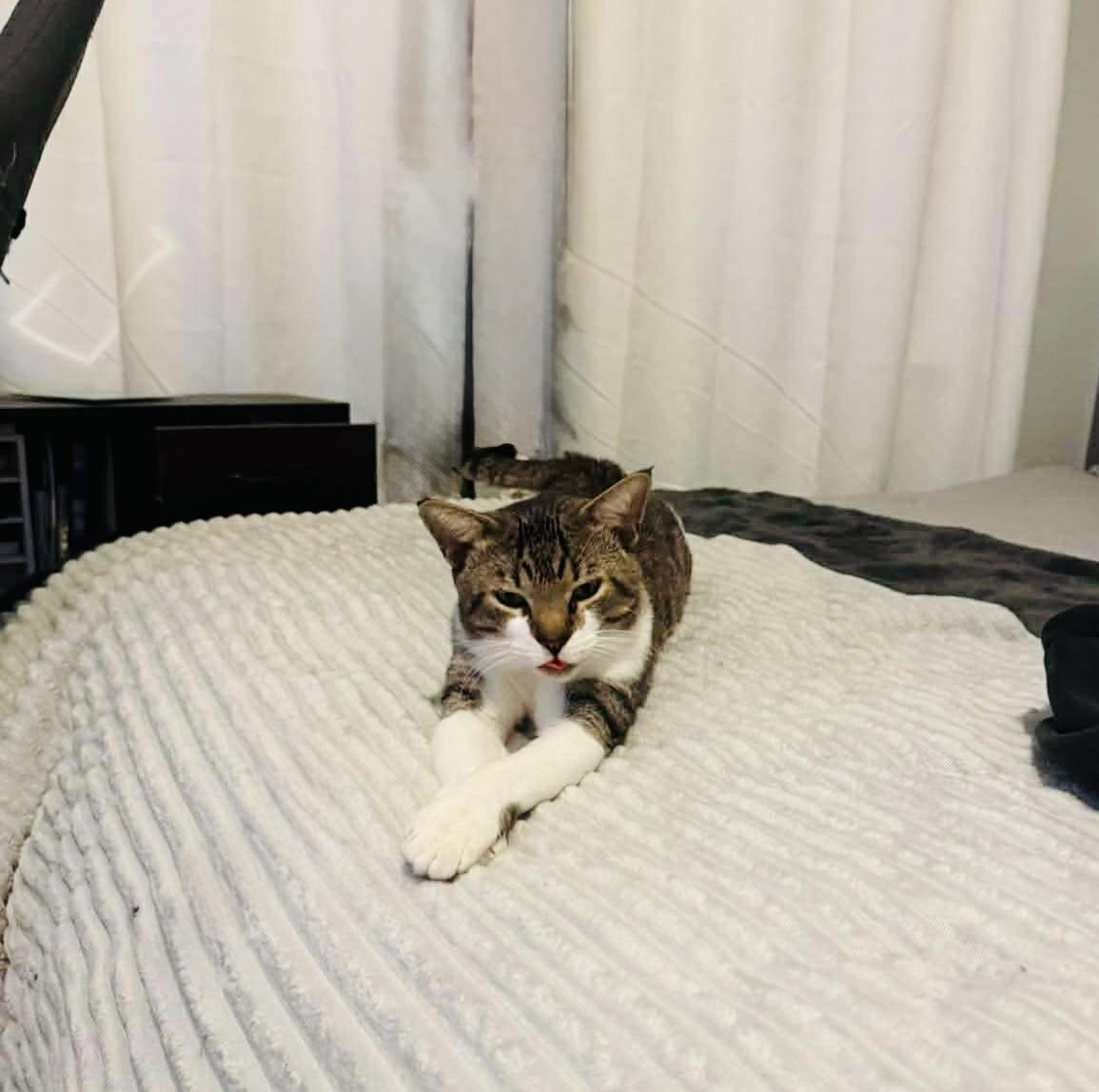 Enlarge Valera, a Adoptable American Shorthair in Brooklyn , NY image 1/4