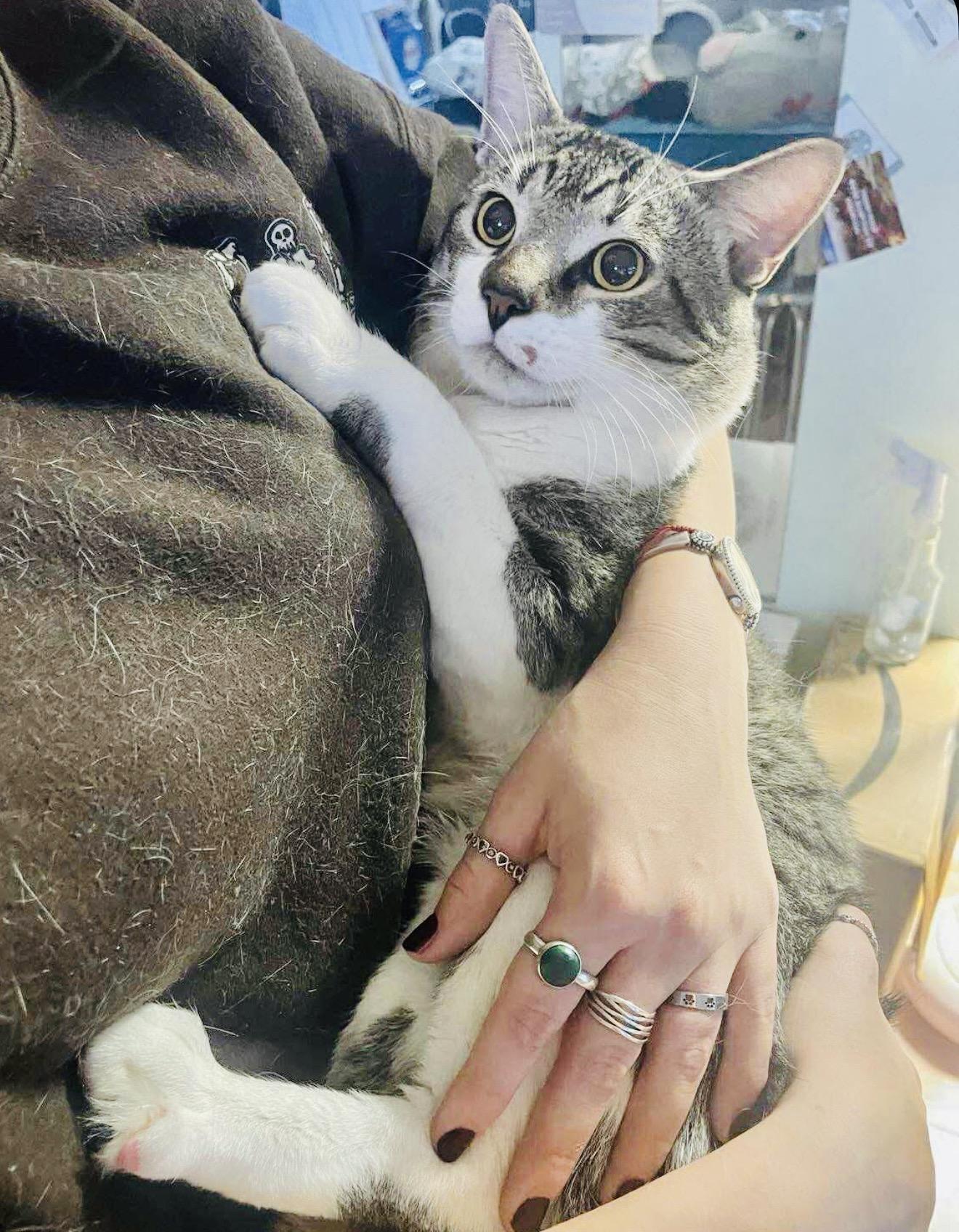 Enlarge Valera, a Adoptable American Shorthair in Brooklyn , NY image 2/4