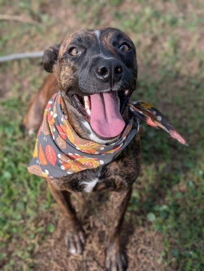 Enlarge Dezi, a Adoptable mixed breed in Gulfport, MS image 1/2