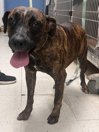 Enlarge Dezi, a Adoptable mixed breed in Gulfport, MS image 2/2