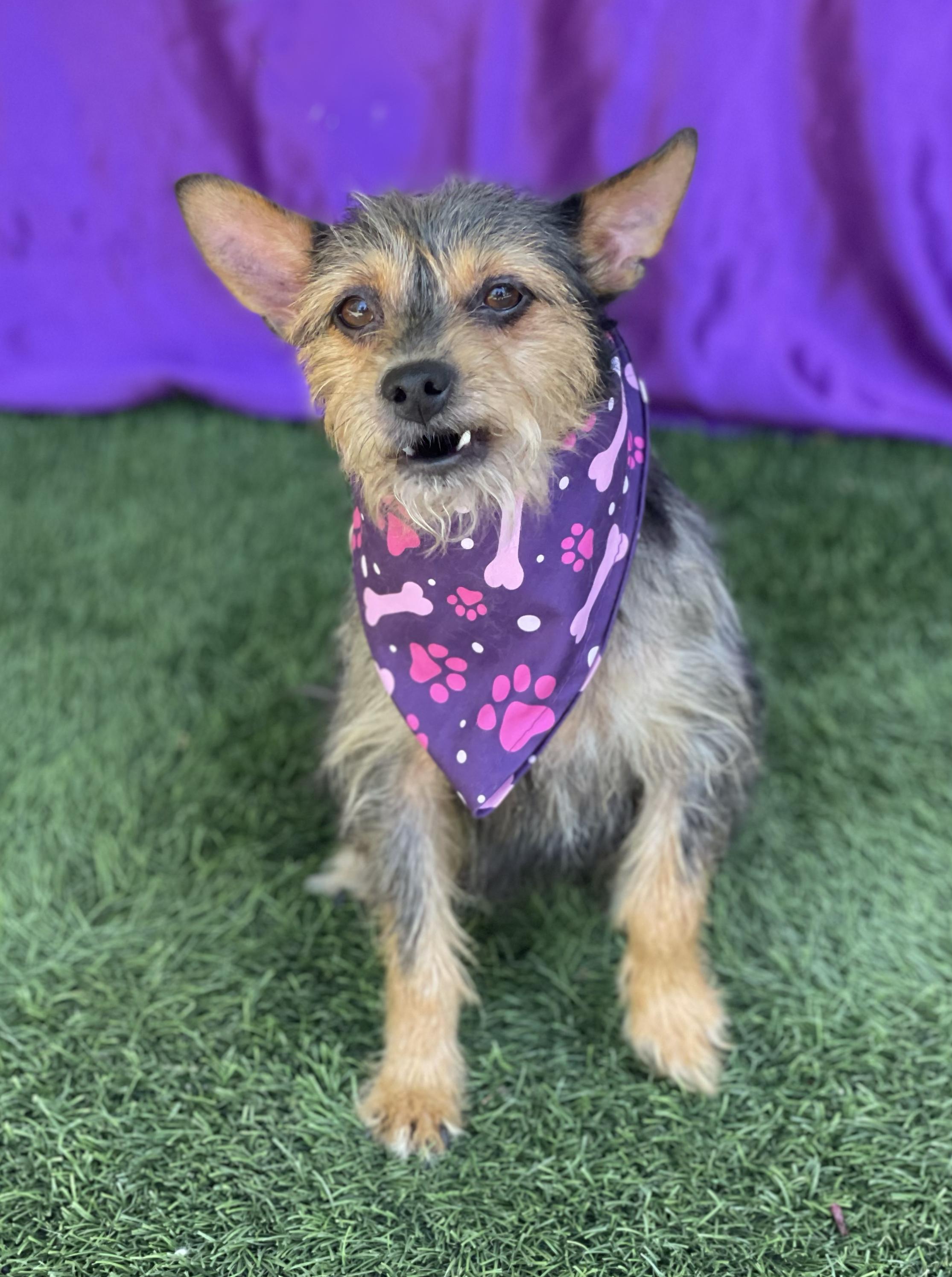 Enlarge BUTTERCUP, a Adopted mixed breed in Rowland Heights, CA image 5/6
