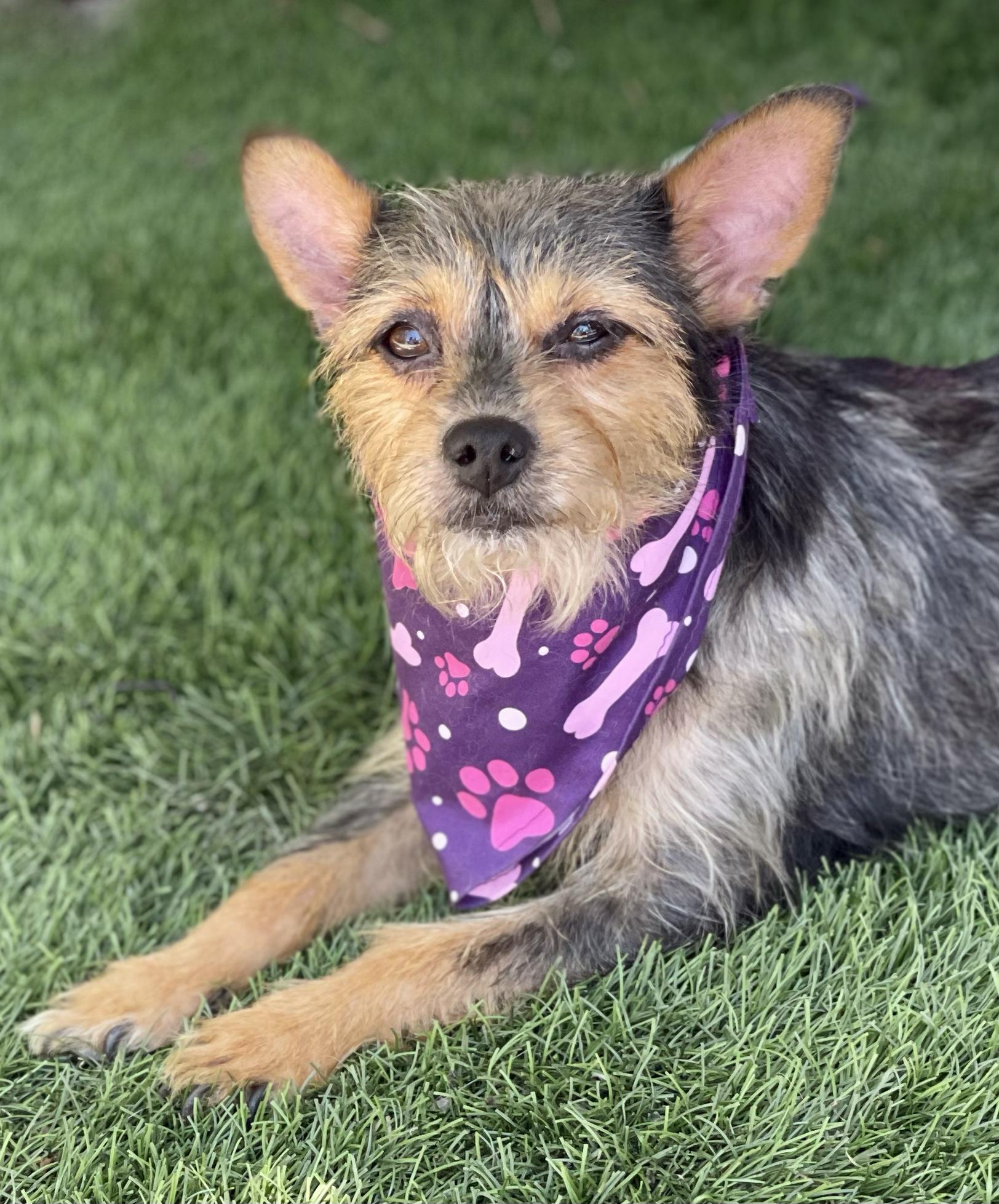 BUTTERCUP, Adopted, Young Female Yorkshire Terrier.
