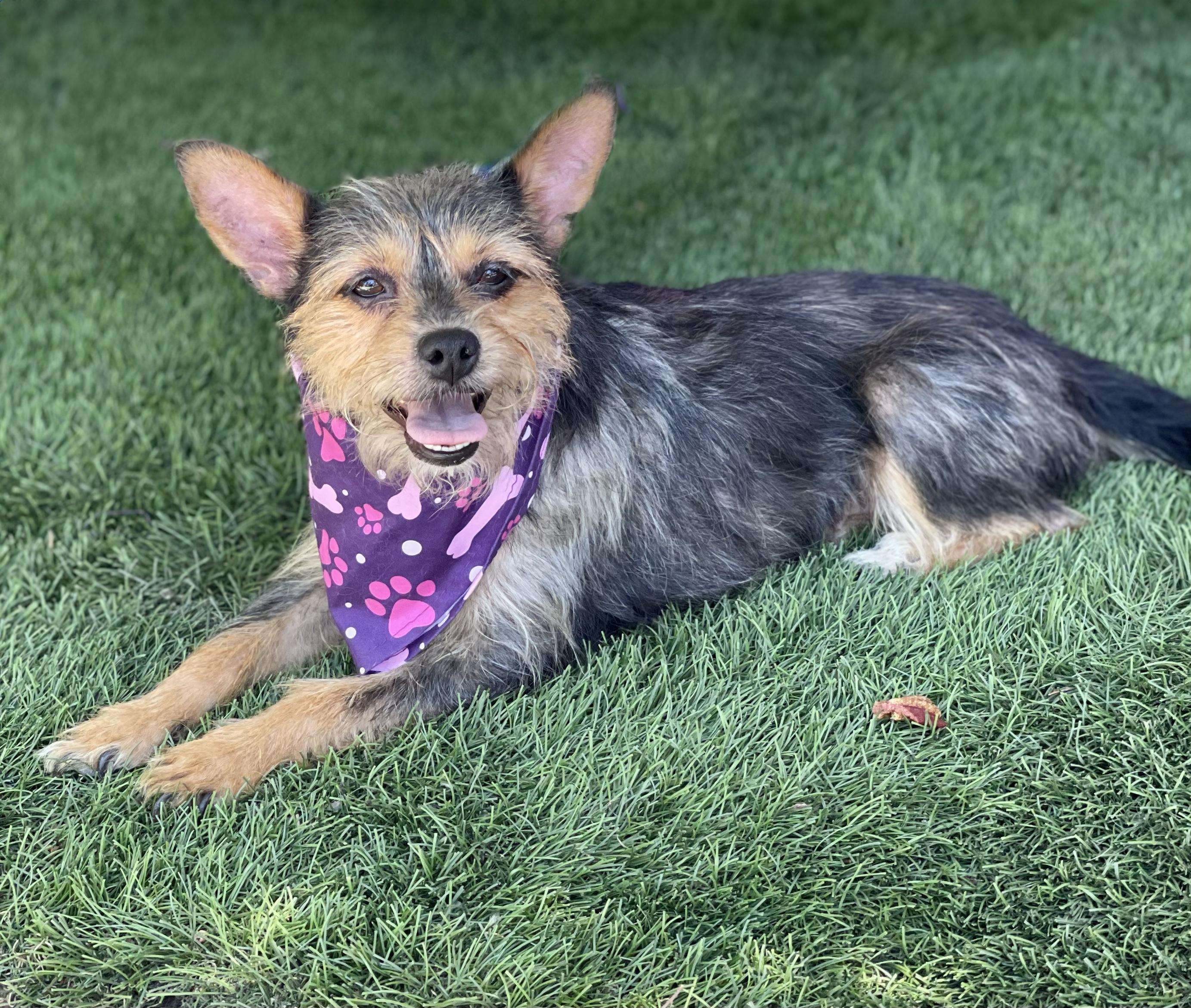 Enlarge BUTTERCUP, a Adopted mixed breed in Rowland Heights, CA image 3/6
