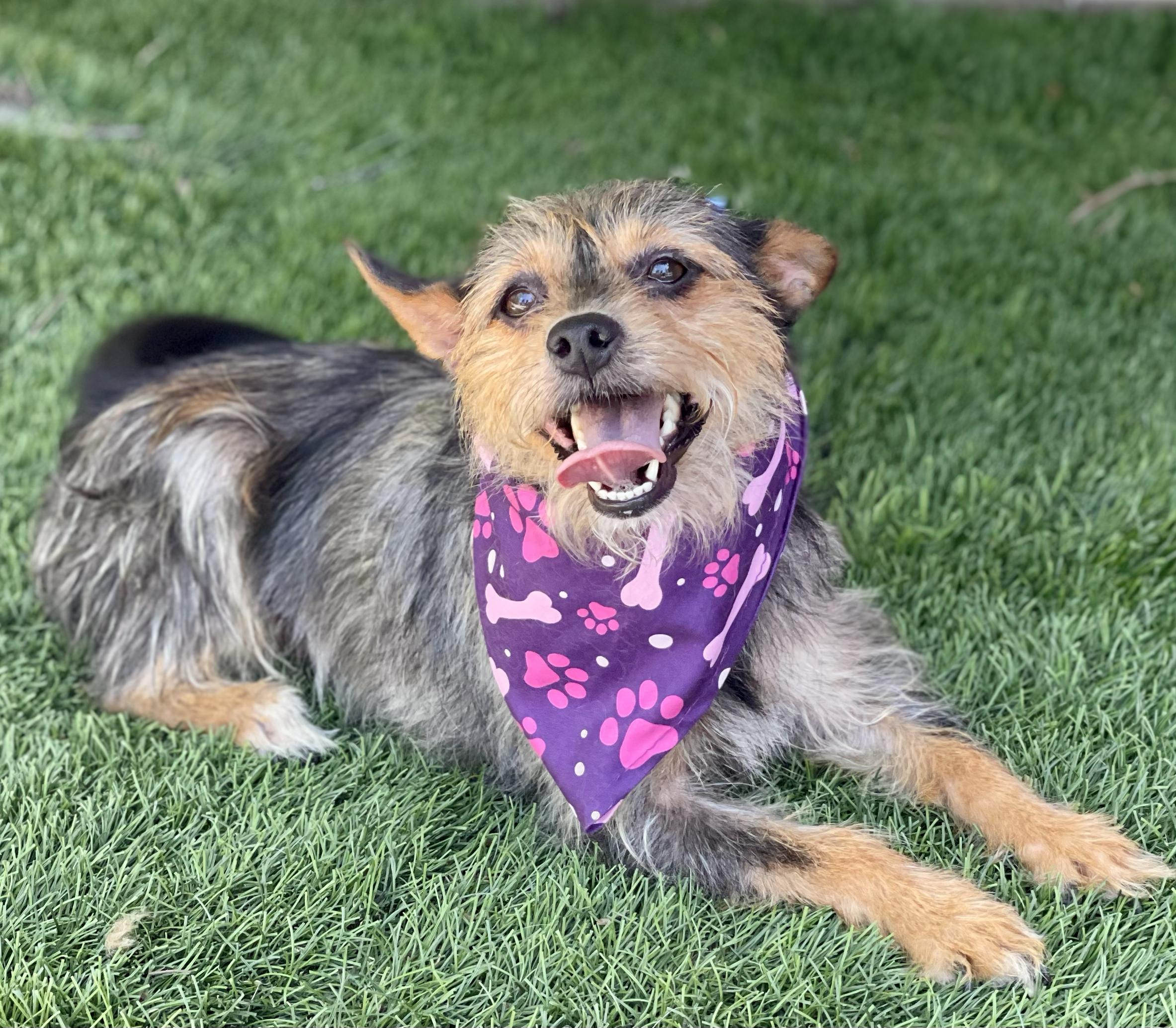 Enlarge BUTTERCUP, a Adopted mixed breed in Rowland Heights, CA image 6/6