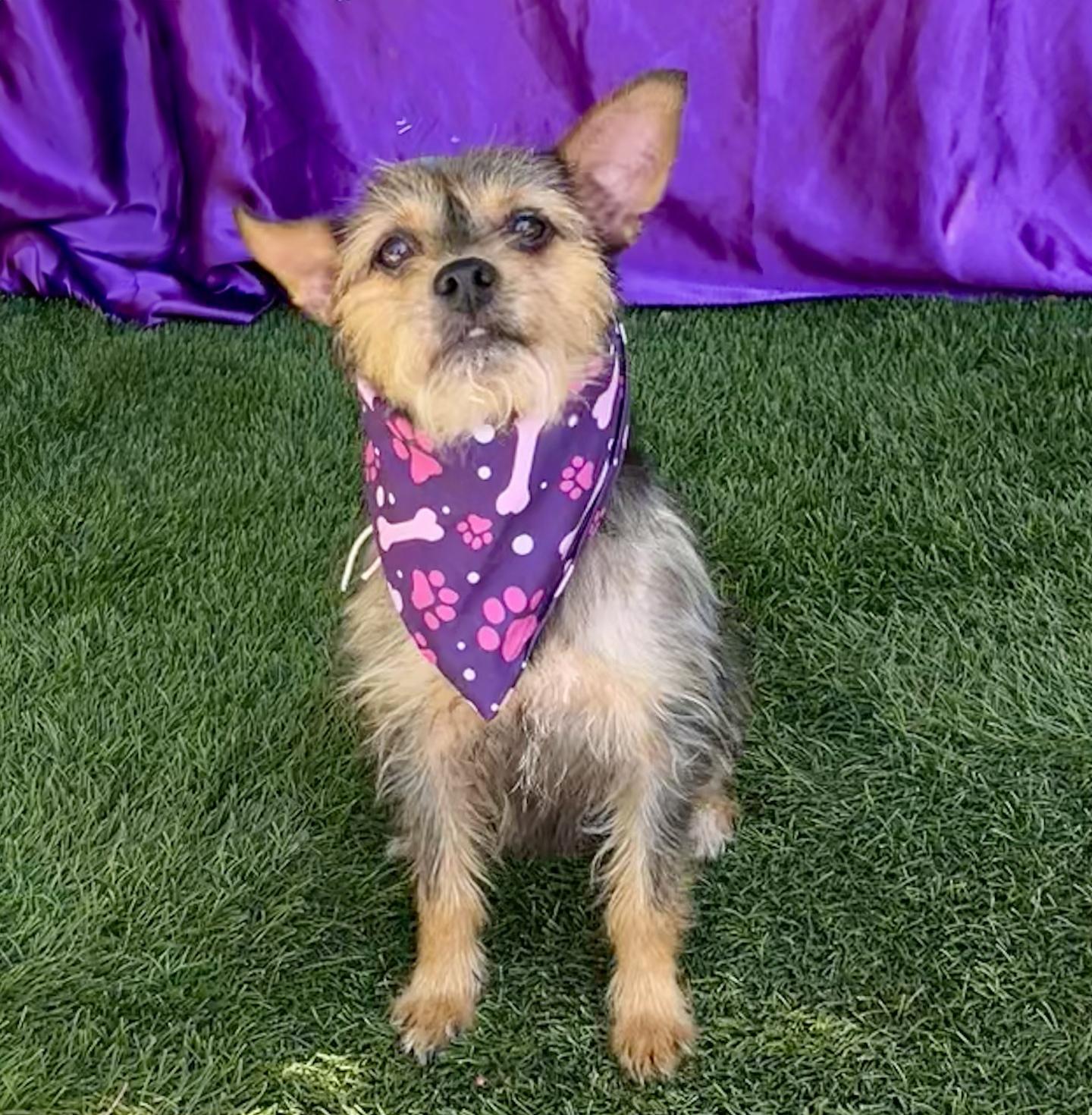 Enlarge BUTTERCUP, a Adopted mixed breed in Rowland Heights, CA image 2/6