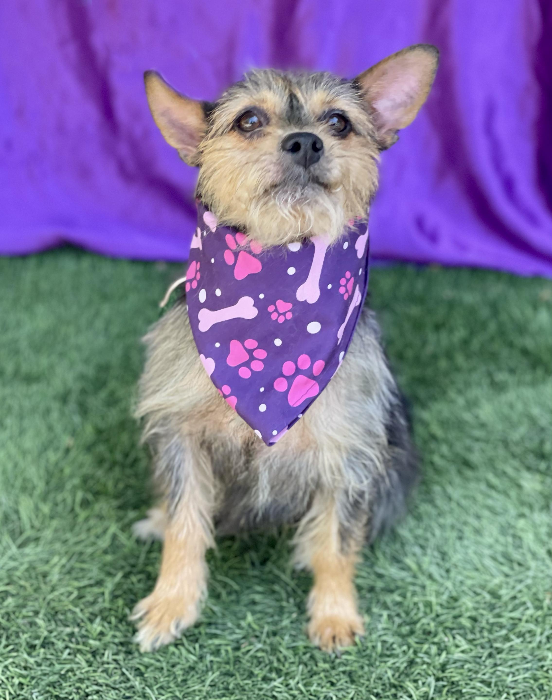Enlarge BUTTERCUP, a Adopted mixed breed in Rowland Heights, CA image 4/6