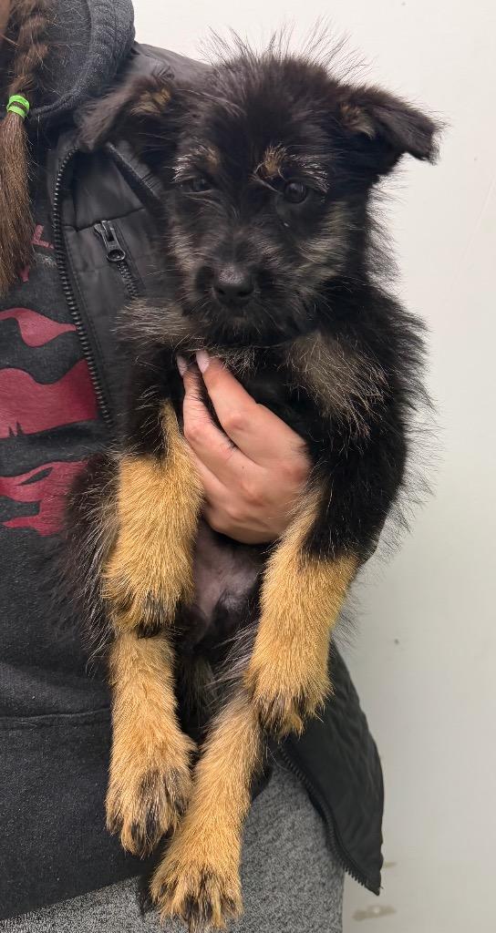 Enlarge Pumpkin, a Adoptable mixed breed in Yellowknife, NT image 1/1