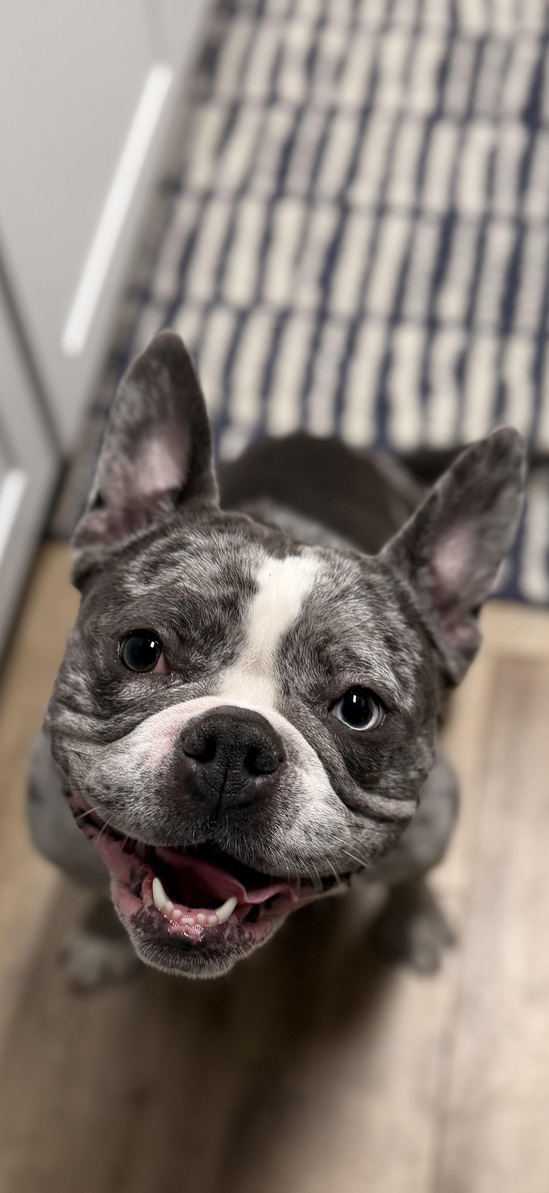 Enlarge Tokyo, a Adoptable mixed breed in Portland , OR image 1/5