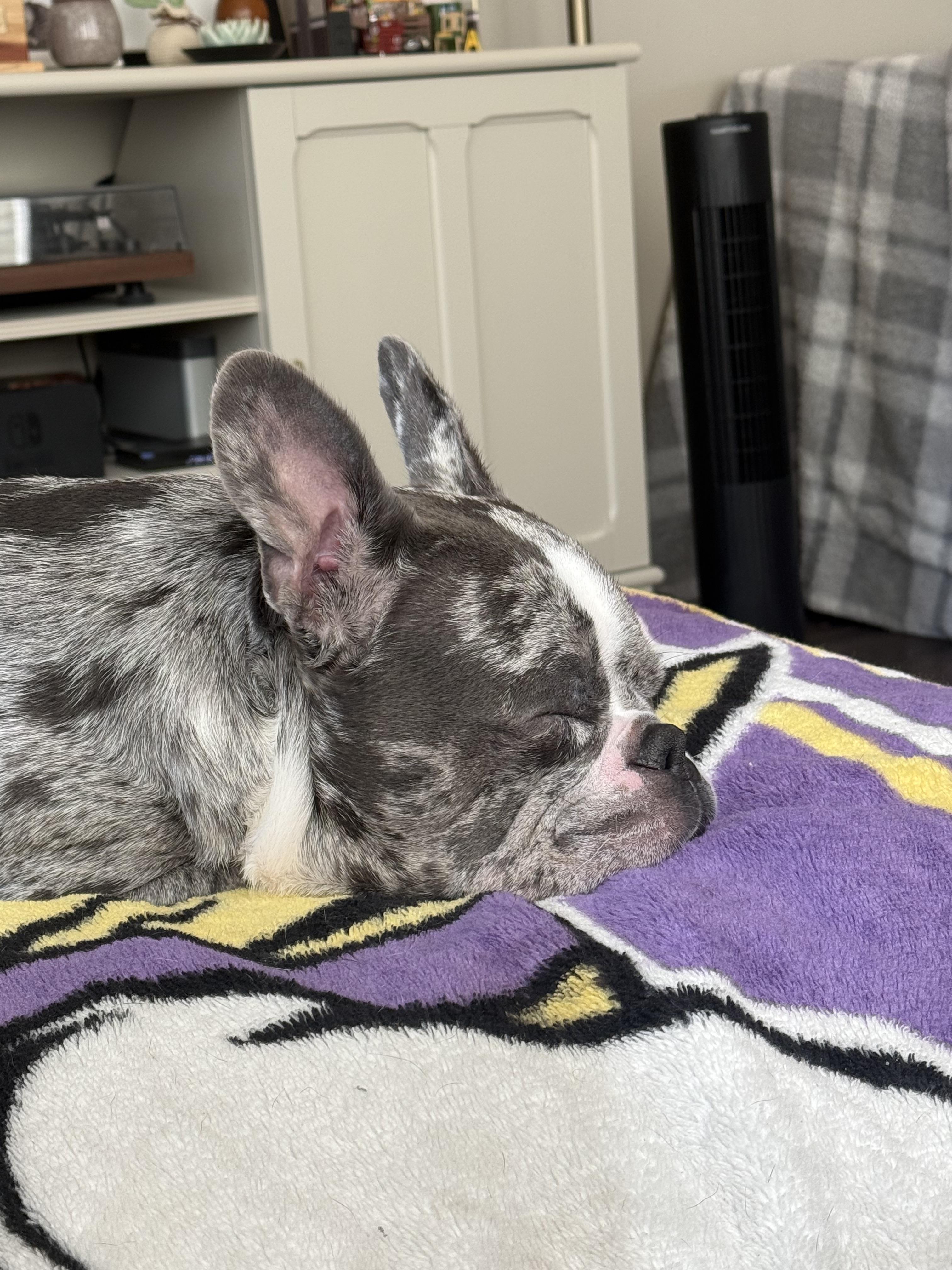 Enlarge Tokyo, a Adoptable mixed breed in Portland , OR image 4/5