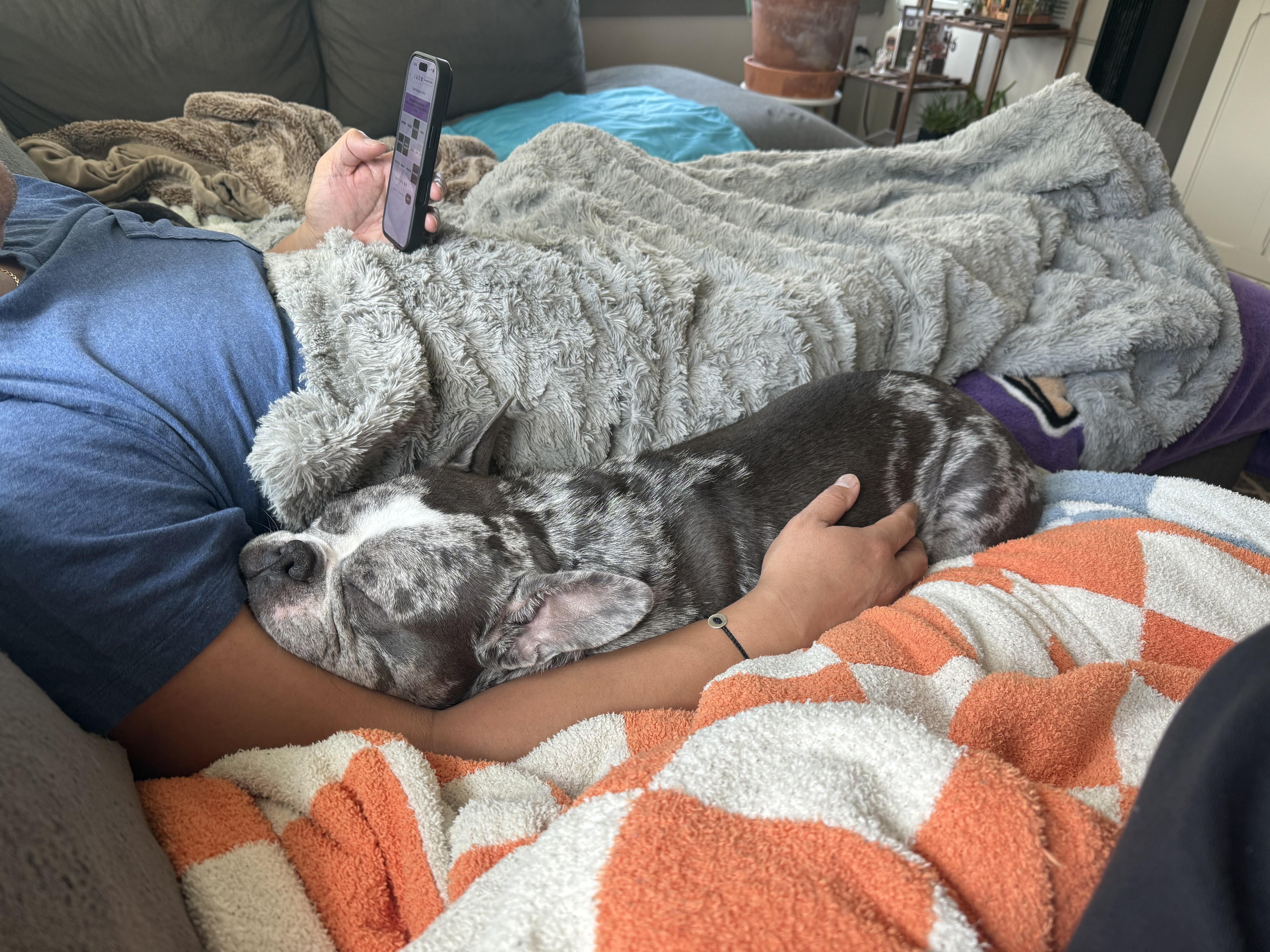 Enlarge Tokyo, a Adoptable mixed breed in Portland , OR image 5/5