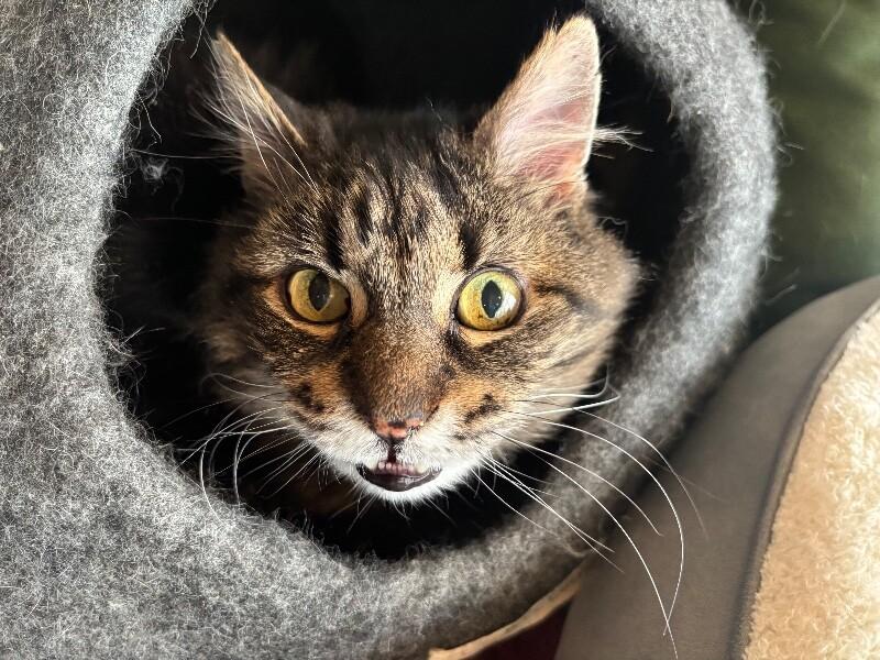 Enlarge Mustachio, a Adoptable Domestic Medium Hair in Grand Rapids, MI image 1/5