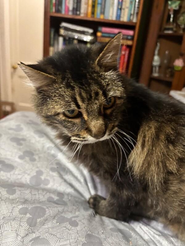 Enlarge Mustachio, a Adoptable Domestic Medium Hair in Grand Rapids, MI image 2/5