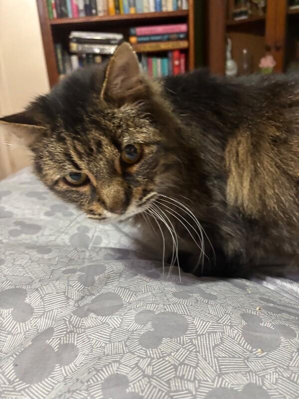 Enlarge Mustachio, a Adoptable Domestic Medium Hair in Grand Rapids, MI image 3/5