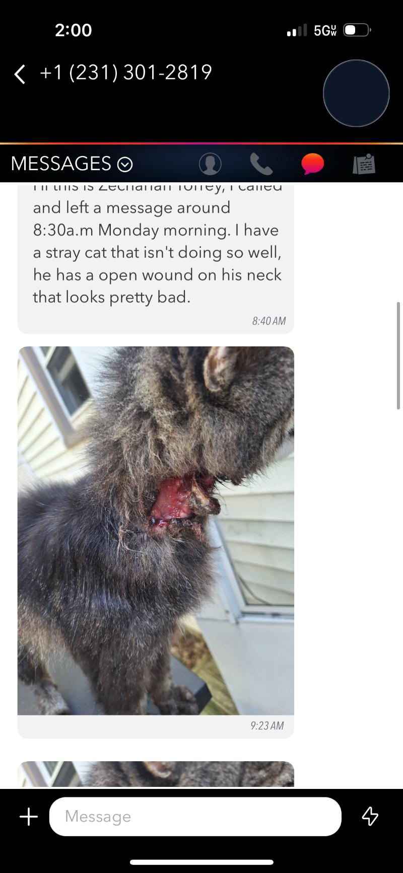 Enlarge Mustachio, a Adoptable Domestic Medium Hair in Grand Rapids, MI image 4/5