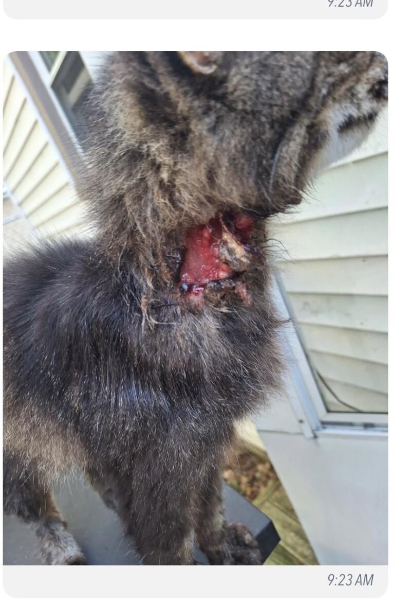 Enlarge Mustachio, a Adoptable Domestic Medium Hair in Grand Rapids, MI image 5/5