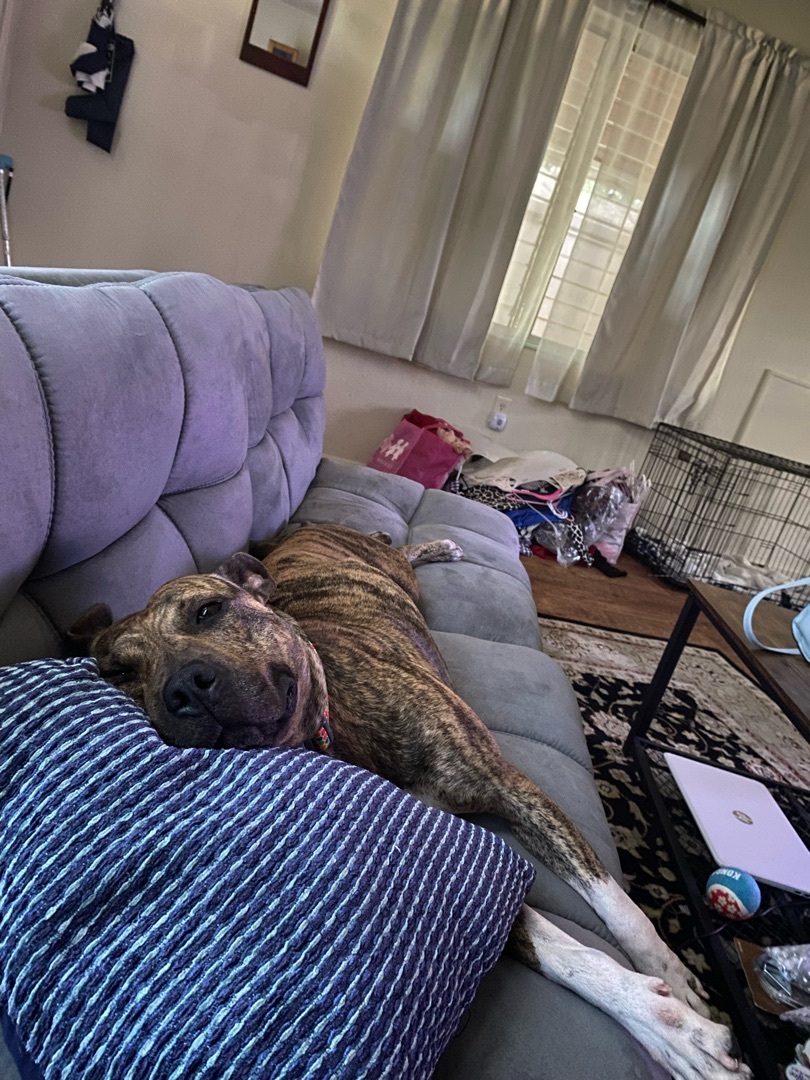 Enlarge Luna, a Adoptable mixed breed in Winter Park, FL image 1/6