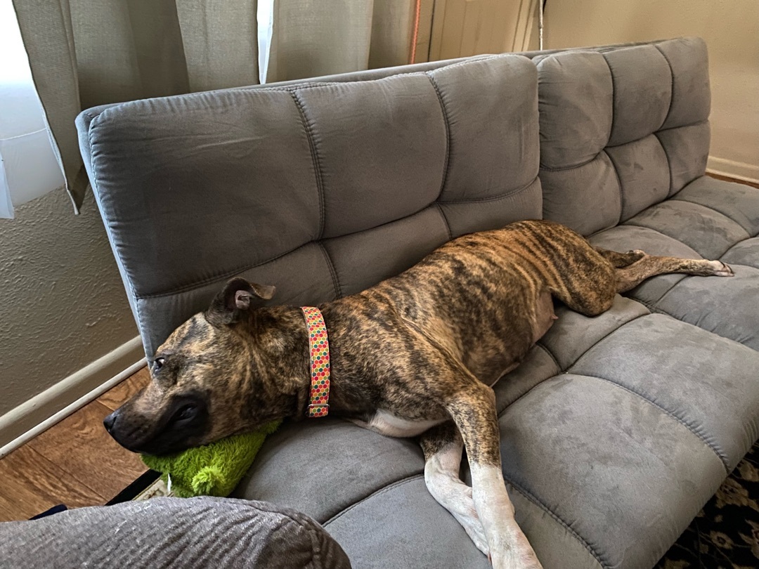 Enlarge Luna, a Adoptable mixed breed in Winter Park, FL image 2/6