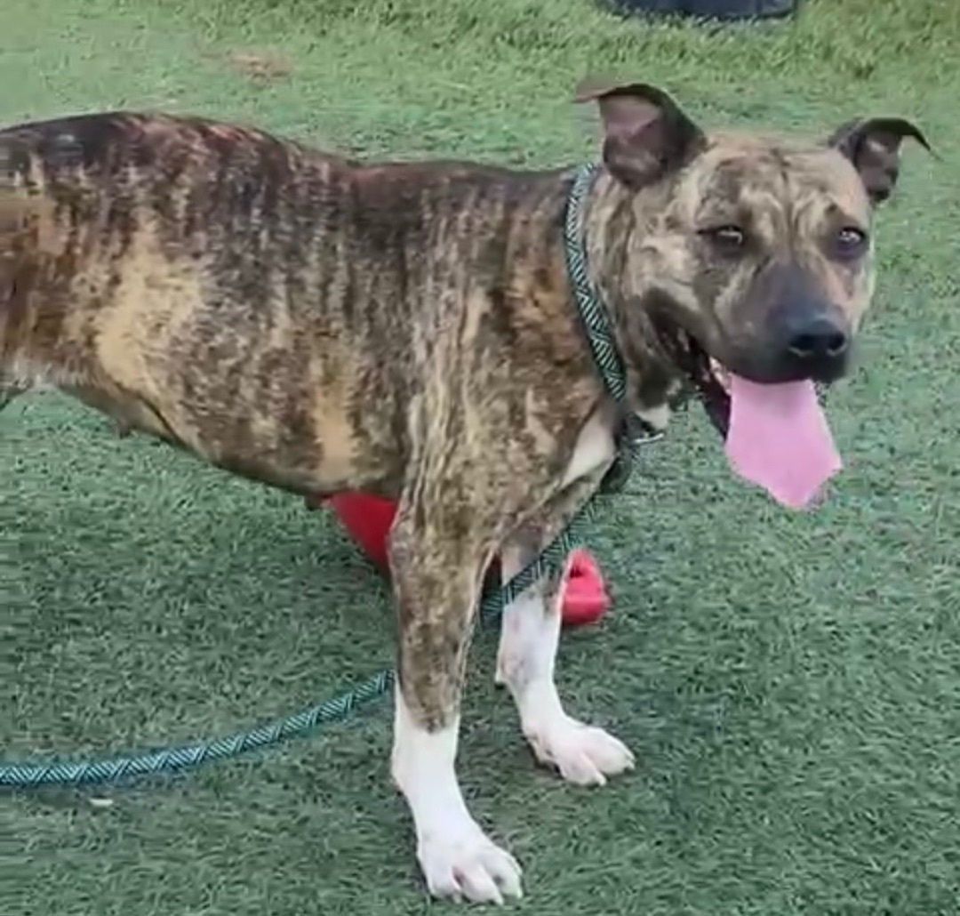 Enlarge Luna, a Adoptable mixed breed in Winter Park, FL image 3/6