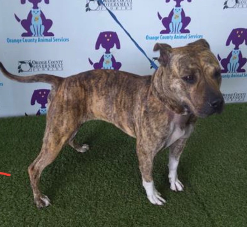 Enlarge Luna, a Adoptable mixed breed in Winter Park, FL image 4/6