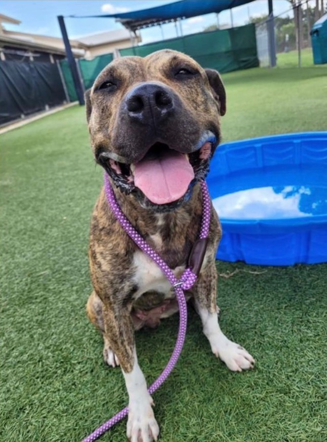 Enlarge Luna, a Adoptable mixed breed in Winter Park, FL image 5/6
