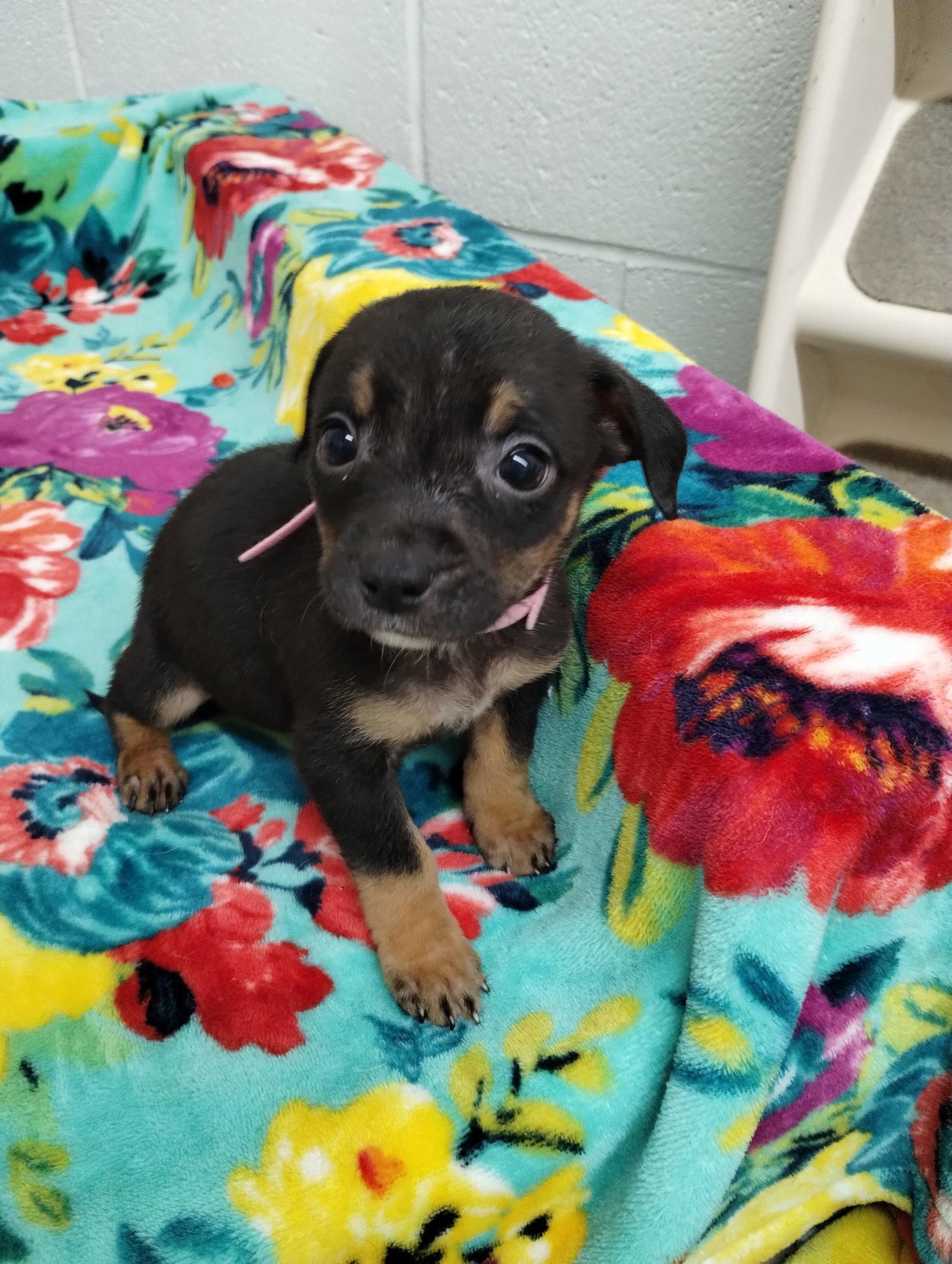 Enlarge Seven, a Adoptable Mixed Breed in York, SC image 1/2