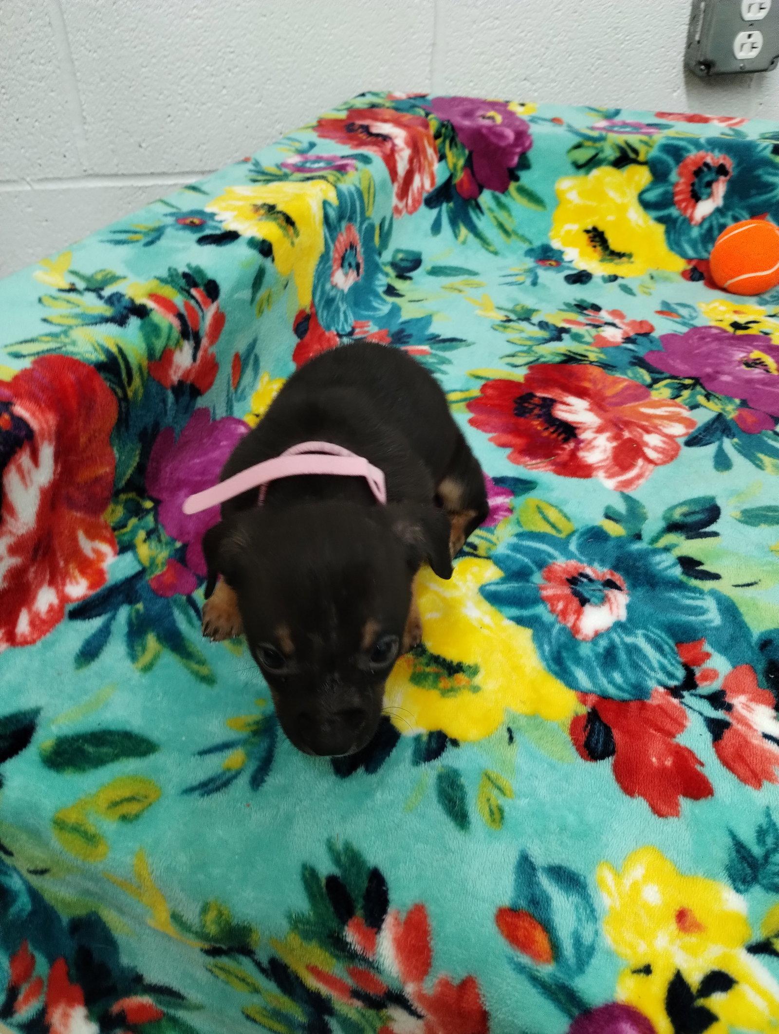 Enlarge Seven, a Adoptable Mixed Breed in York, SC image 2/2