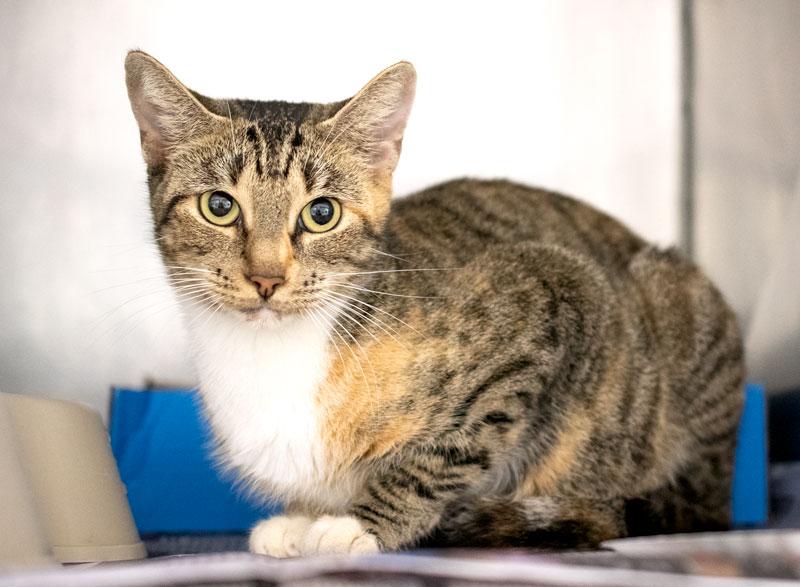 Geneva, Adoptable, Adult Female Domestic Short Hair.