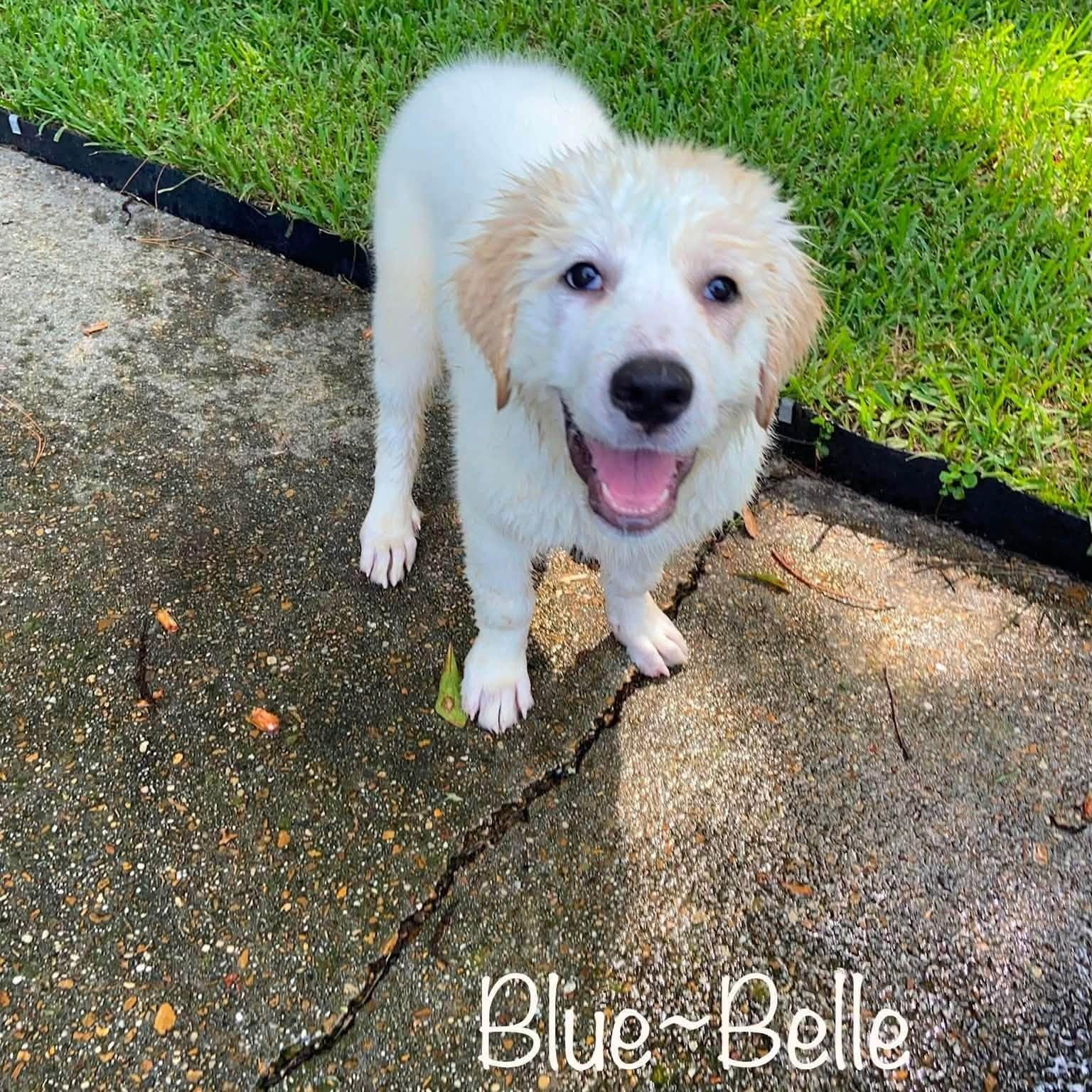 Blue Belle, Adoptable, Puppy Female Great Pyrenees.